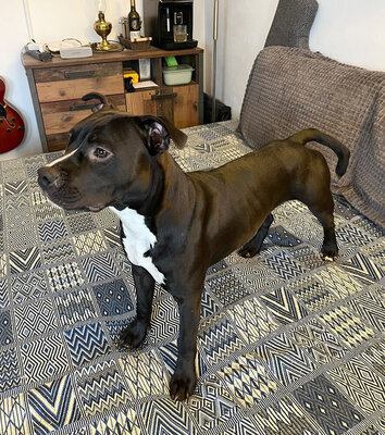 DENERIS - R E S E R V I E R T !!!!! menschenbezogen, sehr lieb, selbstbewusst, sportlich, liebt Spielsachen, Mischling (Video auf HP) - Hündin