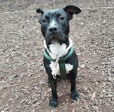 DENERIS - R E S E R V I E R T !!!!! menschenbezogen, sehr lieb, selbstbewusst, sportlich, liebt Spielsachen, Mischling (Video auf HP) - Hündin