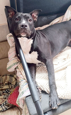 DENERIS - menschenbezogen, sehr lieb, selbstbewusst, sportlich, liebt Spielsachen, Mischling (Video auf HP) - Betreuungsplatz Wien - Hündin