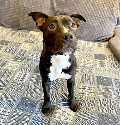 DENERIS - menschenbezogen, sehr lieb, selbstbewusst, sportlich, liebt Spielsachen, Mischling (Video auf HP) - Betreuungsplatz Wien - Hündin