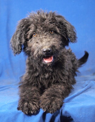 DENIS - R E S E R V I E R T !!!!! sehr freundlich und verschmust, fröhlich, verspielt, klug, lebhaft, katzenverträglich, Mischling Welpen - Rüde