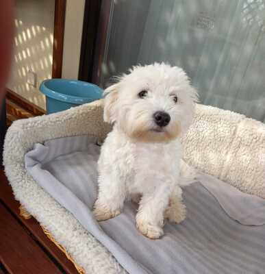 DENIS Welpenbub, Maltesermischling - Rüde