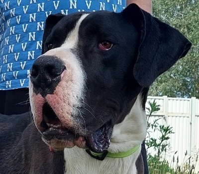 DENY C66, Deutsche Dogge - Rüde