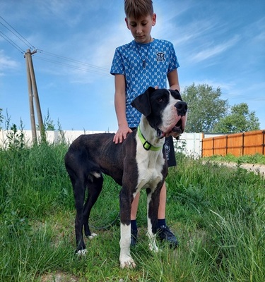DENY C66, Deutsche Dogge - Rüde