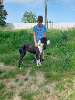DENY C66, Deutsche Dogge - Rüde
