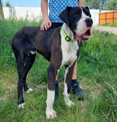 DENY C66, Deutsche Dogge - Rüde