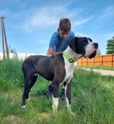 DENY C66, Deutsche Dogge - Rüde