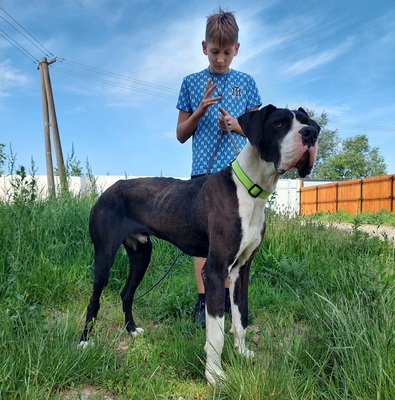 DENY C66, Deutsche Dogge - Rüde