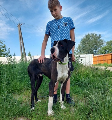 DENY C66, Deutsche Dogge - Rüde