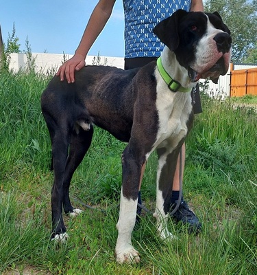 DENY C66, Deutsche Dogge - Rüde
