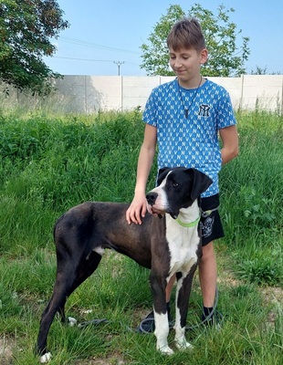 DENY C66, Deutsche Dogge - Rüde