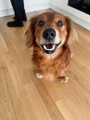 DEVIN, Dackelmix - Rüde