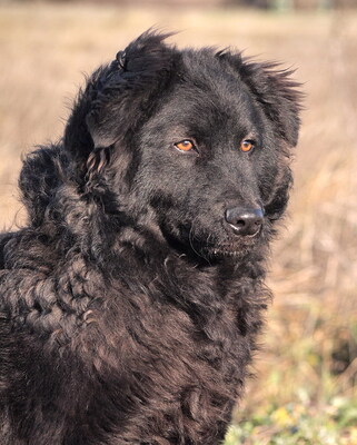 DEXTER - überaus freundlich und verschmust, neugierig, fröhlich, lebhaft, verspielt, gelehrig, katzenverträglich