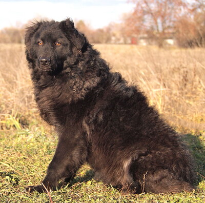 DEXTER - überaus freundlich und verschmust, neugierig, fröhlich, lebhaft, verspielt, gelehrig, katzenverträglich, Mischling (Video auf HP) - Rüde