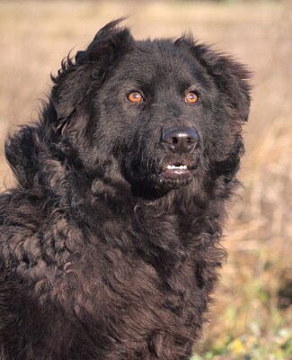 DEXTER - überaus freundlich und verschmust, neugierig, fröhlich, lebhaft, verspielt, gelehrig, katzenverträglich, Mischling (Video auf HP) - Rüde