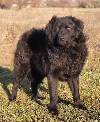 DEXTER - überaus freundlich und verschmust, neugierig, fröhlich, lebhaft, verspielt, gelehrig, katzenverträglich, Mischling (Video auf HP) - Rüde