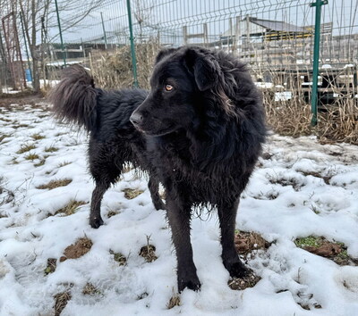 DEXTER - überaus freundlich und verschmust, neugierig, fröhlich, lebhaft, verspielt, gelehrig, katzenverträglich