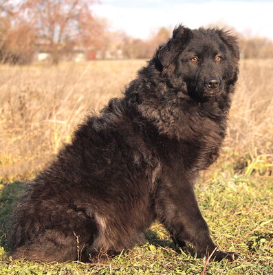 DEXTER - überaus freundlich und verschmust, neugierig, fröhlich, lebhaft, verspielt, gelehrig, katzenverträglich, Mischling (Video auf HP) - Rüde