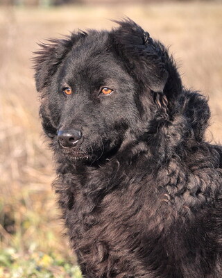 DEXTER - überaus freundlich und verschmust, neugierig, fröhlich, lebhaft, verspielt, gelehrig, katzenverträglich, Mischling (Video auf HP) - Rüde