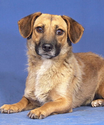 DIANA - R E S E R V I E R T !!!!! menschenfreundlich, verschmust, anhänglich, aufmerksam, neugierig, intelligent, Mischling - Hündin