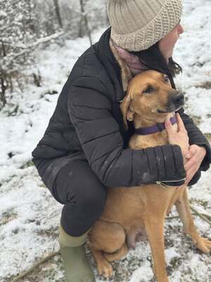 DIDI - das ridgebackherzige, treue Mädchen sucht ein neues Zuhause!, Mischling - Hündin