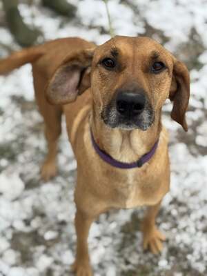 DIDI - das ridgebackherzige, treue Mädchen sucht ein neues Zuhause!, Mischling Ridgeback - Hündin