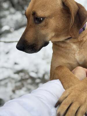 DIDI - das ridgebackherzige, treue Mädchen sucht ein neues Zuhause!, Mischling Ridgeback - Hündin