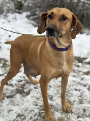 DIDI - das ridgebackherzige, treue Mädchen sucht ein neues Zuhause!