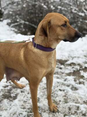 DIDI - das ridgebackherzige, treue Mädchen sucht ein neues Zuhause!, Ridgeback-Mischling - Hündin