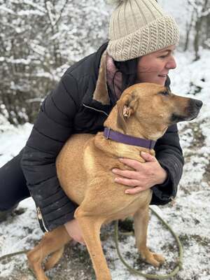 DIDI - das ridgebackherzige, treue Mädchen sucht ein neues Zuhause!, Ridgeback-Mischling - Hündin