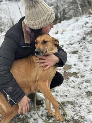 DIDI - das ridgebackherzige, treue Mädchen sucht ein neues Zuhause!, Ridgeback-Mischling - Hündin