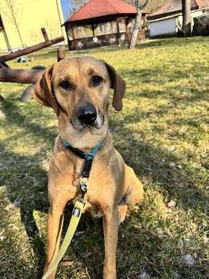 DIDI – das ridgebackherzige, treue Mädchen sucht ein neues Zuhause!, Ridgeback-Mischling - Hündin