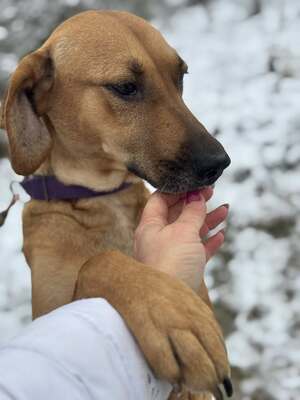 DIDI - das ridgebackherzige, treue Mädchen sucht ein neues Zuhause!, Ridgeback-Mix - Hündin