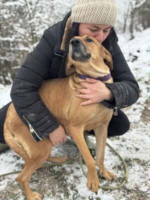 DIDI - das ridgebackherzige, treue Mädchen sucht ein neues Zuhause!, Ridgeback-Mix - Hündin