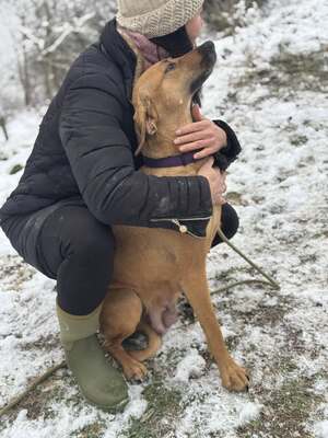 DIDI - das ridgebackherzige, treue Mädchen sucht ein neues Zuhause!, Ridgeback-Mix - Hündin