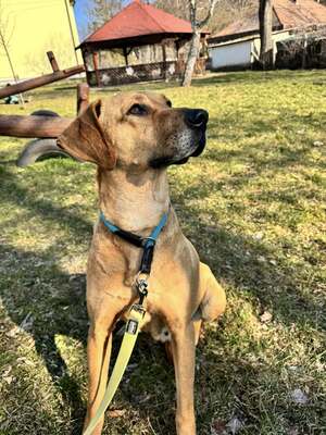 😍DIDI – sucht liebevolle Familie😍❤️😍, Rideback-Mischling - Hündin