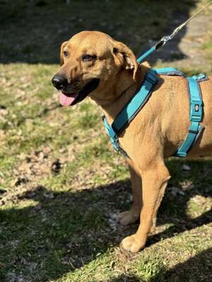 😍DIDI – sucht liebevolle Familie😍❤️😍, Rideback-Mischling - Hündin