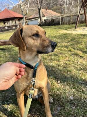 😍DIDI – sucht liebevolle Familie😍❤️😍, Rideback-Mischling - Hündin