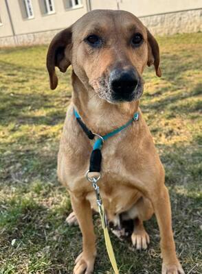 😍DIDI – sucht liebevolle Familie😍❤️😍