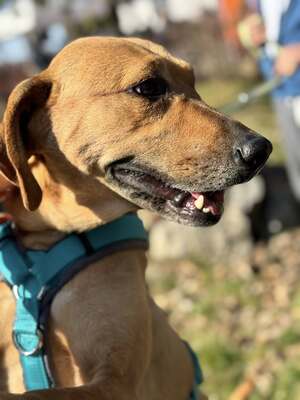 😍DIDI – sucht liebevolle Familie😍❤️😍, Ridgeback- oder Doggen-Mischling - Hündin