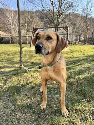 😍DIDI – sucht liebevolle Familie😍❤️😍, Ridgeback- oder Doggen-Mischling - Hündin