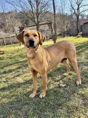 😍DIDI – sucht liebevolle Familie😍❤️😍, Ridgeback- oder Doggen-Mischling - Hündin