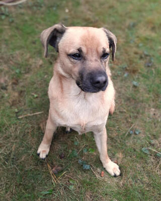 DIEGO - R E S E R V I E R T !!!!! SPENDENAUFRUF!!! sehr unsicher, maßregelt fremde Menschen, Mischling - Rüde