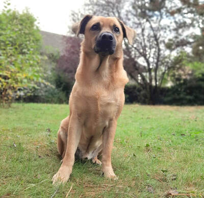 DIEGO - R E S E R V I E R T !!!!! SPENDENAUFRUF!!! sehr unsicher, maßregelt fremde Menschen, Mischling - Rüde