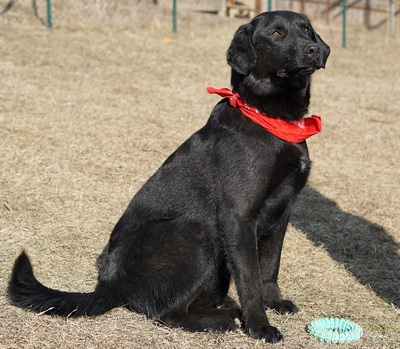 DIEGO - R E S E R V I E R T !!!!! sehr anhänglich und verschmust, aktiv, intelligent, verspielt, gutmütig, Labrador Mischling (Video auf HP) - Rüde