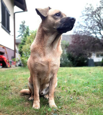 DIEGO - SPENDENAUFRUF!!! sehr unsicher, maßregelt fremde Menschen, Mischling - Betreuungsplatz Burgenland - Rüde