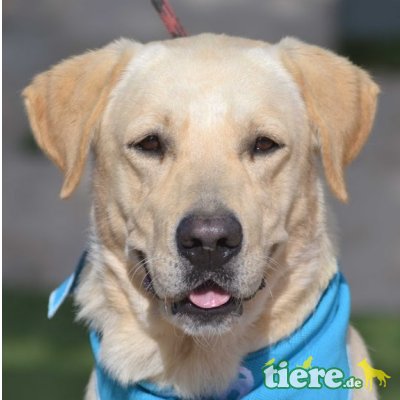 DIESEL - Linares - NOTFALL!!!, Labrador Retriever - kastriert - Rüde
