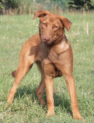 DINA - sehr freundlich und menschenorientiert, überschwänglich, sehr bewegungsfreudig, aufmerksam