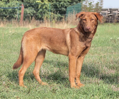 DINA - sehr freundlich und menschenorientiert, überschwänglich, sehr bewegungsfreudig, aufmerksam, Mischling - Hündin