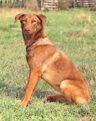 DINA - sehr freundlich und menschenorientiert, überschwänglich, sehr bewegungsfreudig, aufmerksam, Mischling - Hündin